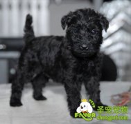 凯利蓝梗伺养难易程度