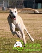 怎样选购灵体犬