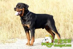 罗威纳犬FCI标准