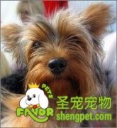 凯恩梗生病症状