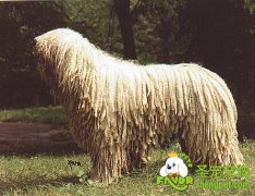 可蒙犬训练方法