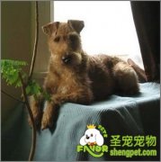 给爱尔兰梗洗澡应注意什么