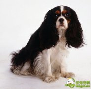 如何帮骑士查理王犬美容卫生