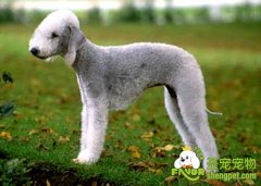 如何去鉴别一只优秀的贝灵顿梗