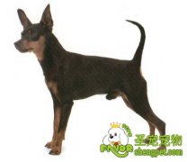 迷你杜宾犬的挑选要点