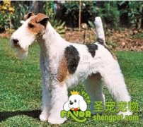 刚毛猎狐梗AKC标准