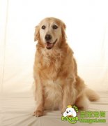 狗狗的避孕方法