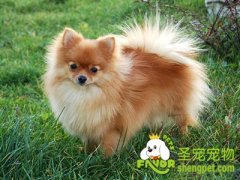 爱宠比赛级的护理美容