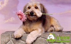 从哪里获取第一只犬