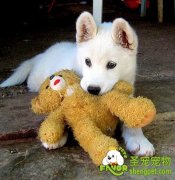 训练狗狗不乱叼啃东西