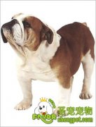 法国斗牛犬的选购技巧