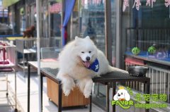 狗狗尿酸和肾的问题