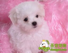 6个月前的幼犬不宜进行剧烈运动