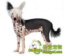 冠毛犬的常见疾病诊断