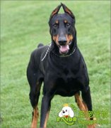 杜高犬的原产地