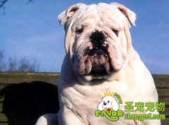 斗牛犬常见病解析