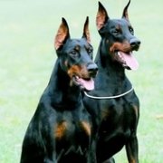 杜宾犬的美容技巧