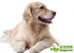 【扫盲贴】关于狗狗绝育这件事