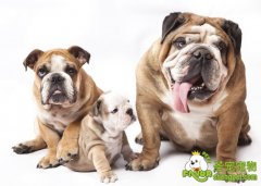 全面系统的讲解狗狗配种方式