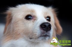 狗狗生产全过程是怎样的