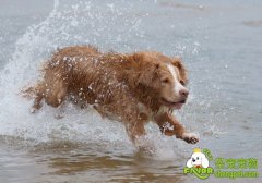 初养狗狗的养狗新手必看的养狗知识