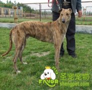 格力犬跑的快慢原因及怎么选