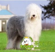 购买健康的古代牧羊犬知识