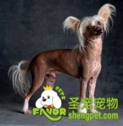 冠毛犬的挑选法则及注意要点