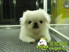 北美工作犬会美容师认证