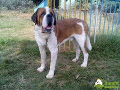 长毛圣伯纳犬的美容