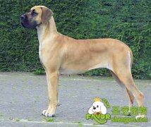 大丹犬的体型总结