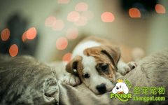 宠物病基本预防措施