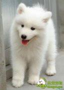 宠物狗美容基础知识—犬美容