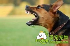 德国牧羊犬的防卫训练