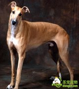 灵缇犬的AKC标准