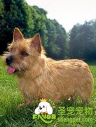 罗福梗犬的基本资料