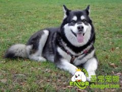 宠物犬春季护理知识