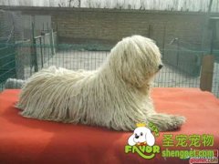 宠物美容师介绍