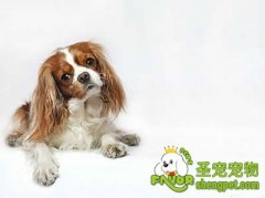 如何根据家庭的实际情况及个人爱好来养狗