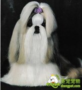 “度身定做”长发美狗