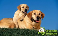 【养犬必读】-养犬知识系列