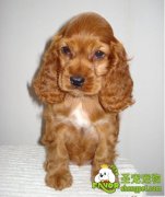 可卡幼犬的饲养注意事项