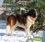 圣伯纳犬价格是多少
