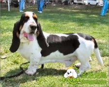 巴吉度犬口令的训练