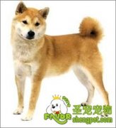 运动能使柴犬发挥天性本质