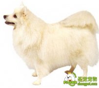 日本尖嘴犬的疾病防护