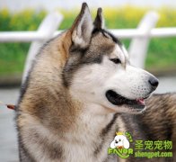 哈士奇适合哪些人养