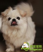 京巴的全国价格表