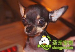 吉娃娃的美容与卫生方法