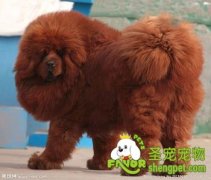 藏獒的性格及特殊之处